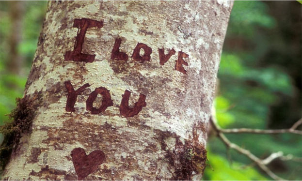 أحلى صور آي لاف يو I Love You مكتوبة على شجرة -عالم الصور